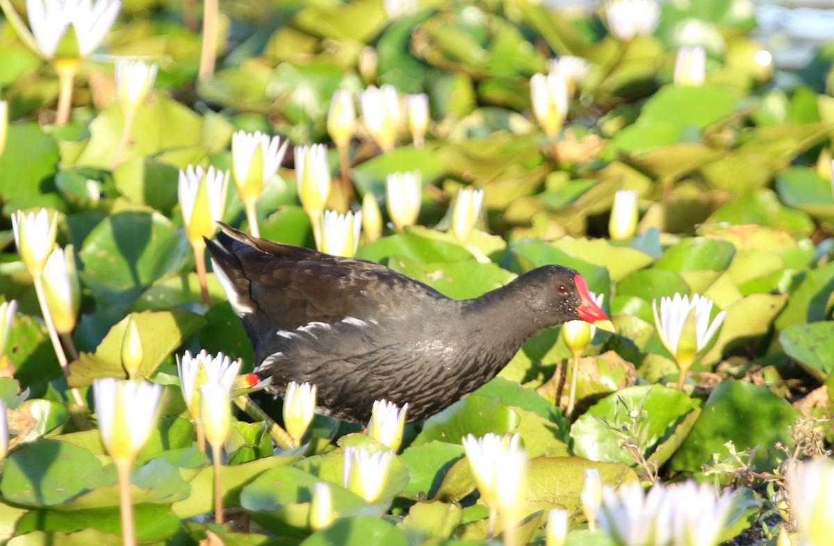 Eurasian Moorhen - ML123777191