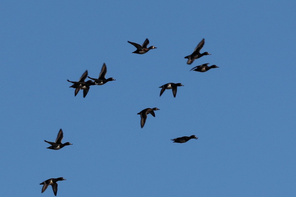 Ring-necked Duck - ML123777231