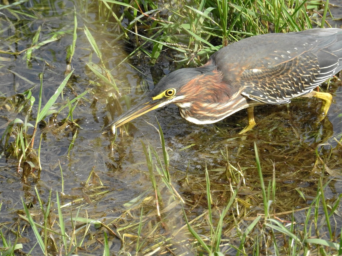 Green Heron - ML123777251