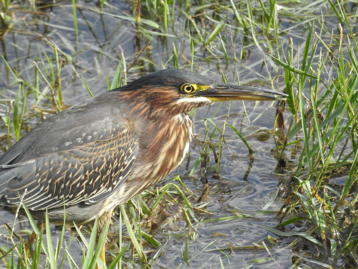 Green Heron - ML123777271