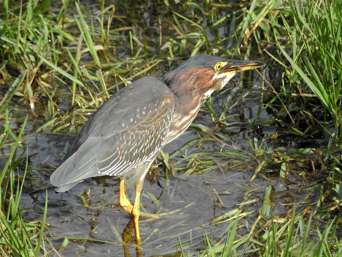 Green Heron - ML123777311