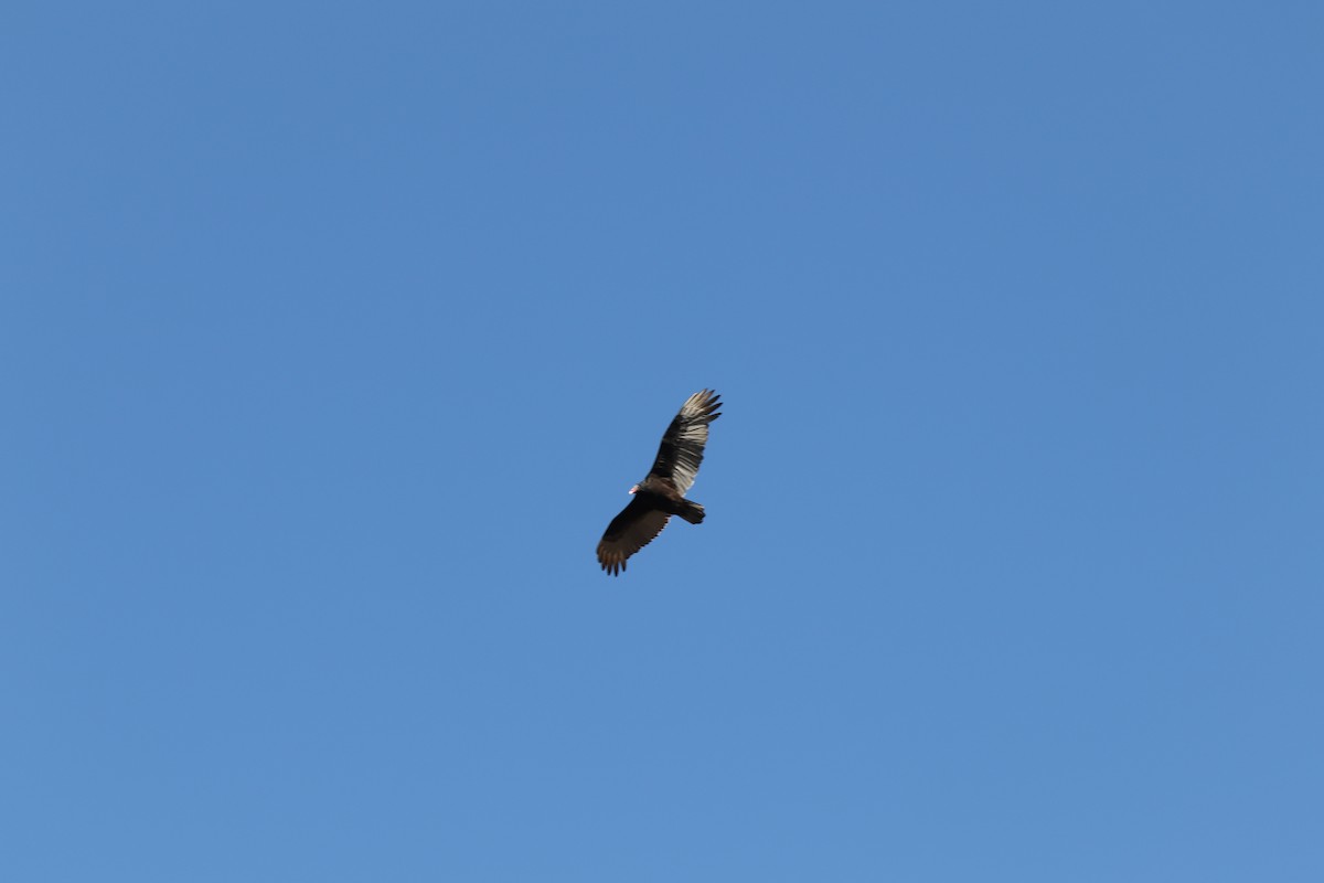 Turkey Vulture - ML123777371