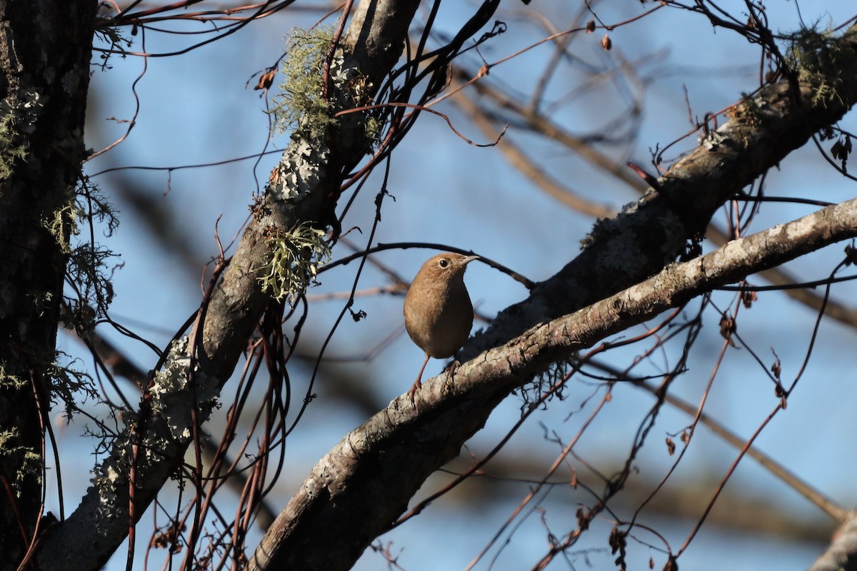 Northern House Wren (Northern) - ML123777401