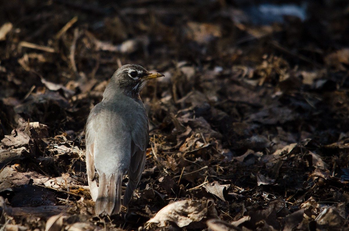 American Robin - ML123778001