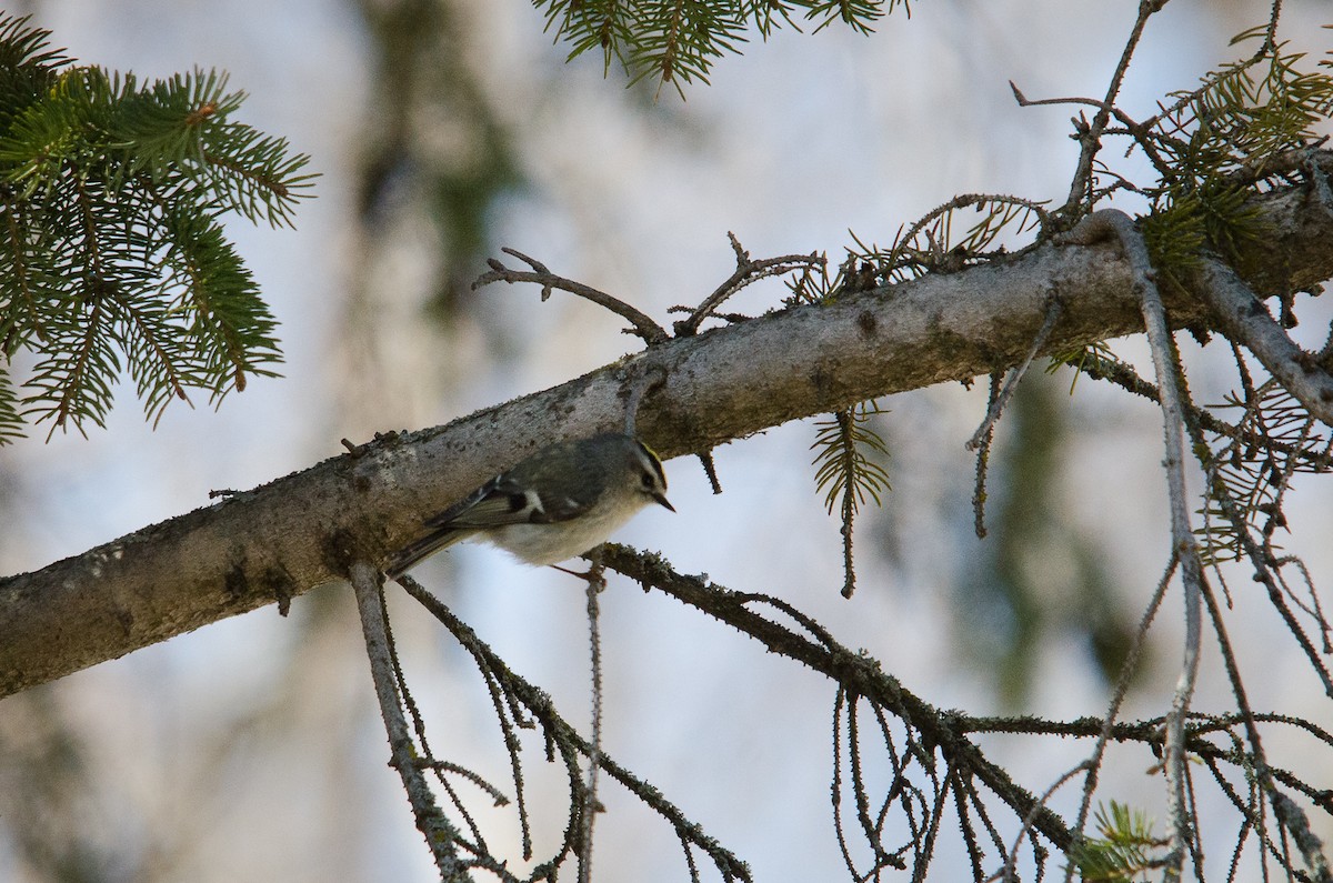 Golden-crowned Kinglet - ML123778071