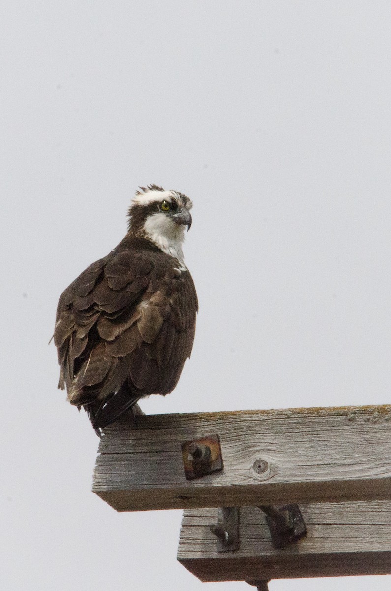 Osprey - ML123778641