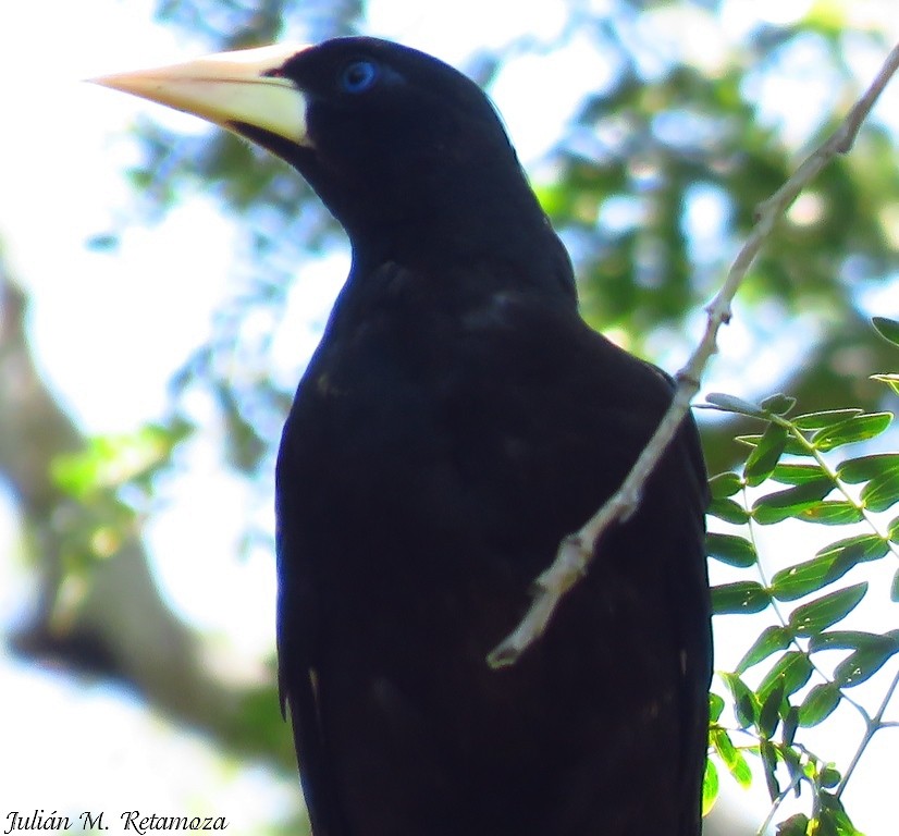 Krähenstirnvogel - ML123780371