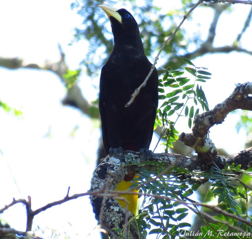 Crested Oropendola - Julián Retamoza