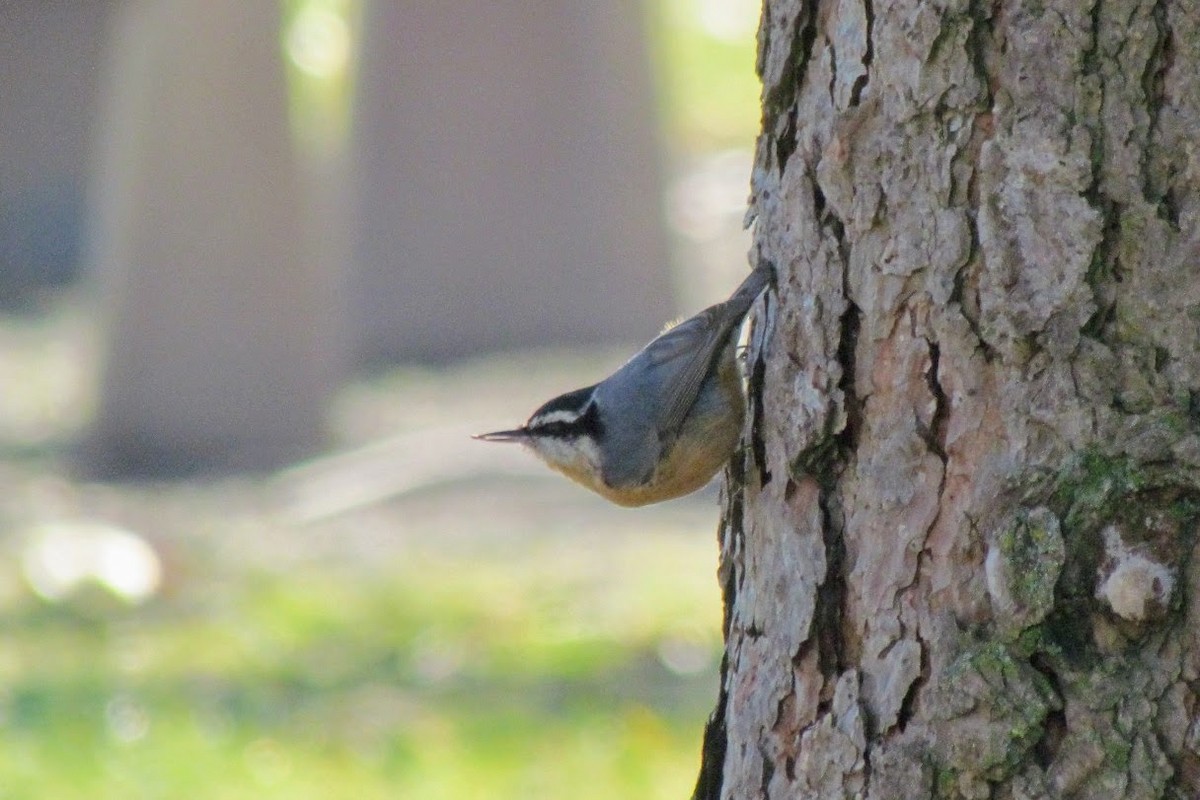 Red-breasted Nuthatch - ML123780461
