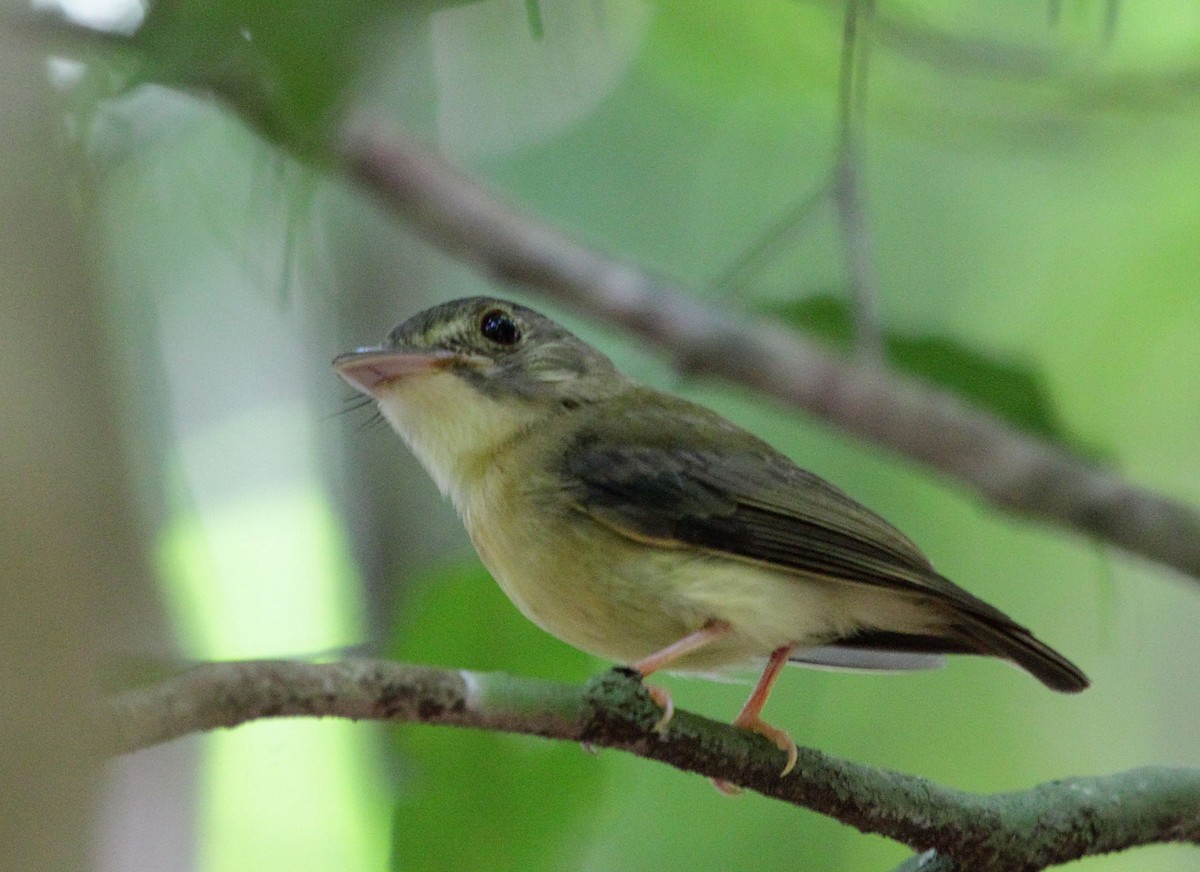 White-crested Spadebill - Myles McNally