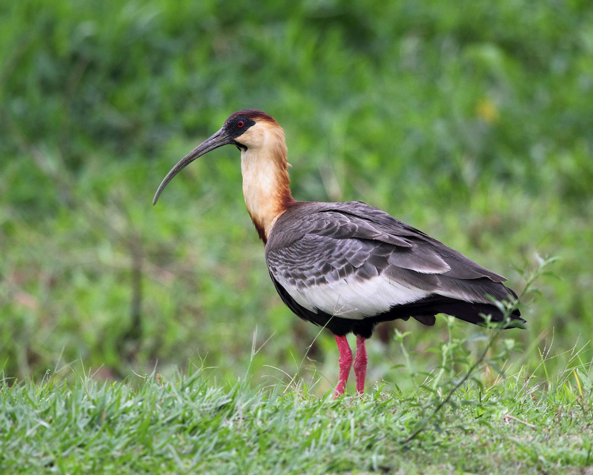 ibis bělokřídlý - ML123780901