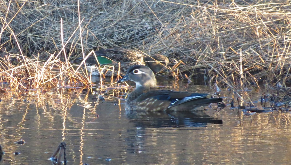 Wood Duck - ML123781521