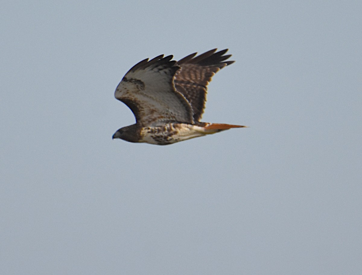 Red-tailed Hawk - ML123785371