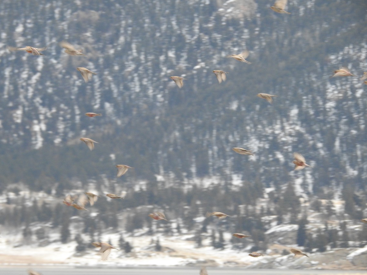 rosy-finch sp. - ML123785501
