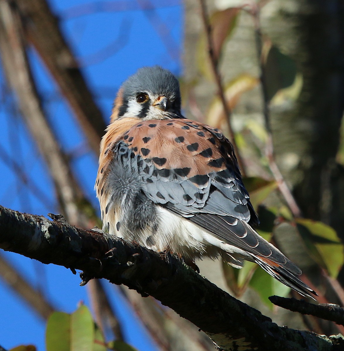 American Kestrel - ML123788271