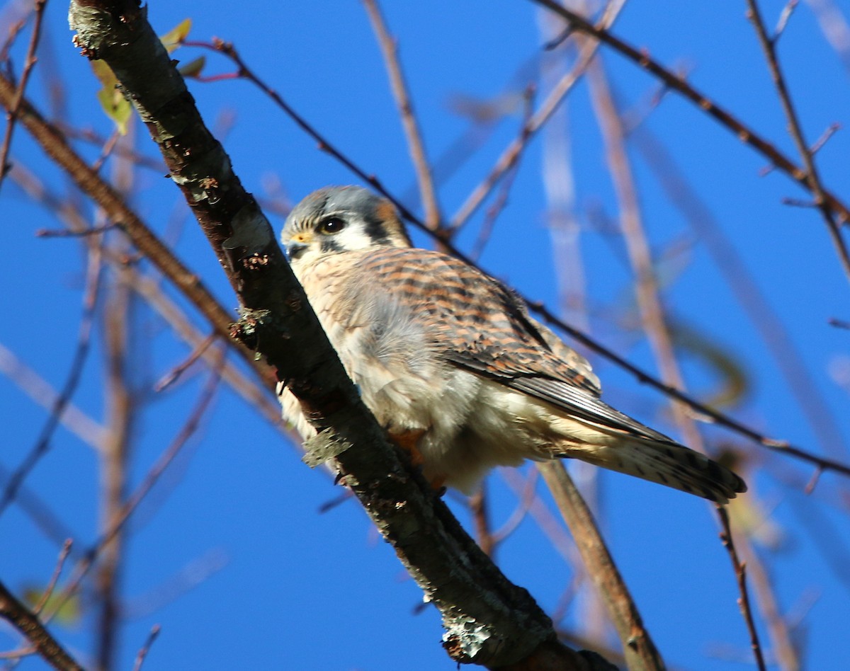 American Kestrel - ML123788291