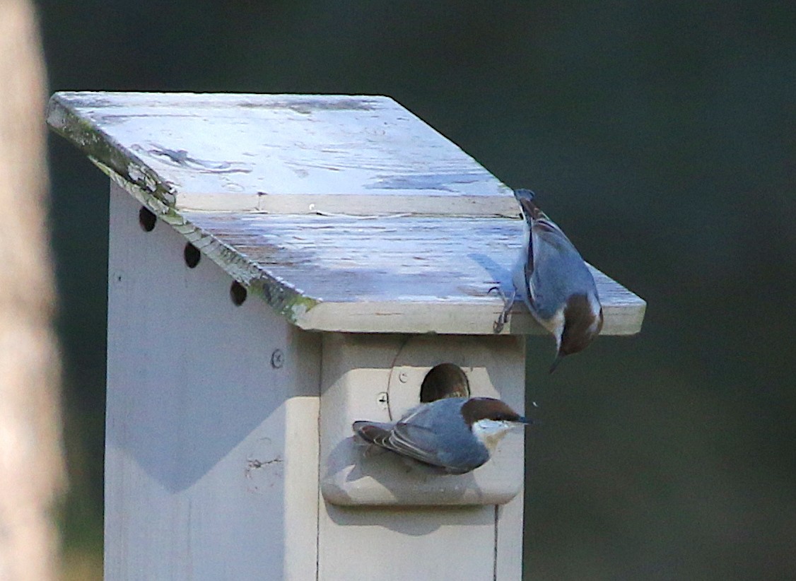 Brown-headed Nuthatch - ML123788681