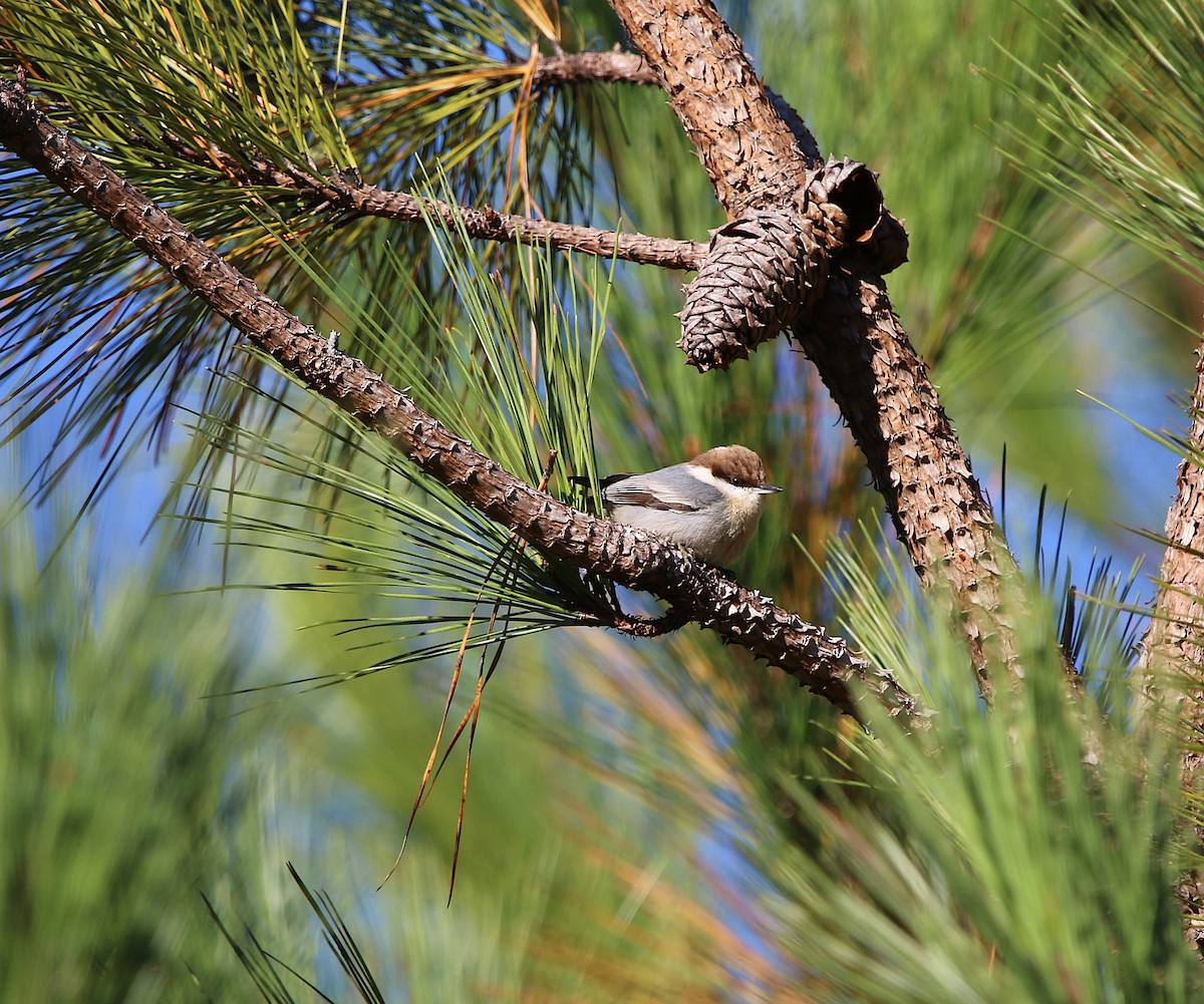 Brown-headed Nuthatch - ML123788781