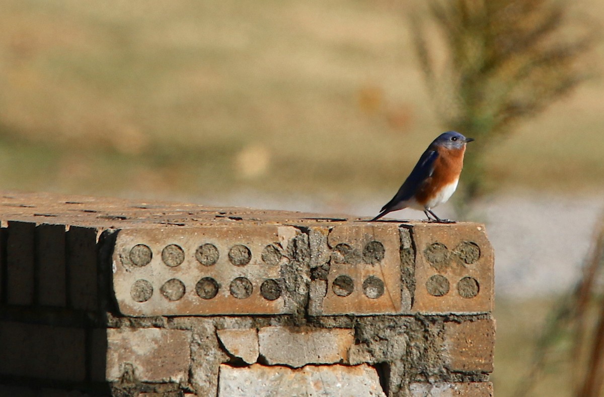 Eastern Bluebird - ML123788831
