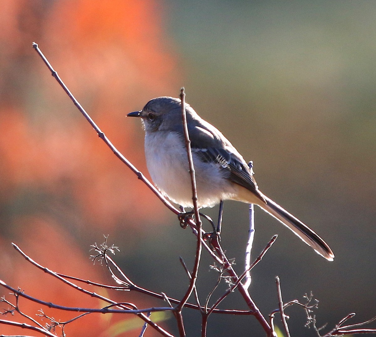 Northern Mockingbird - ML123789031