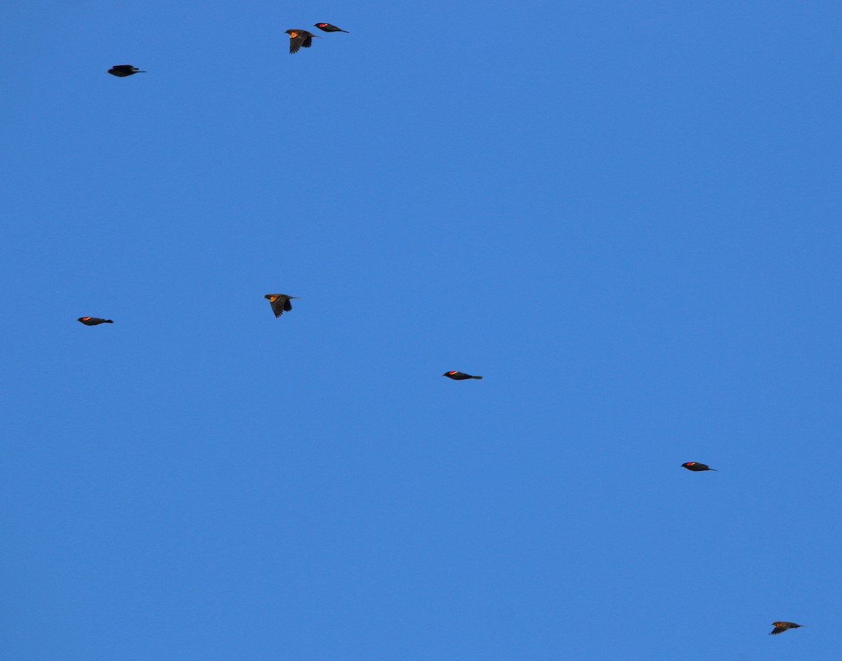 Red-winged Blackbird - ML123789211
