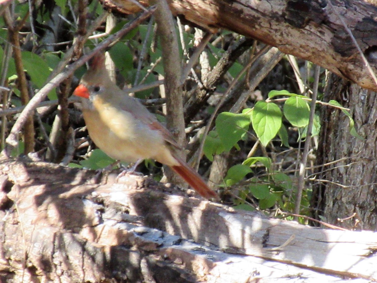 Northern Cardinal - Mick McHugh