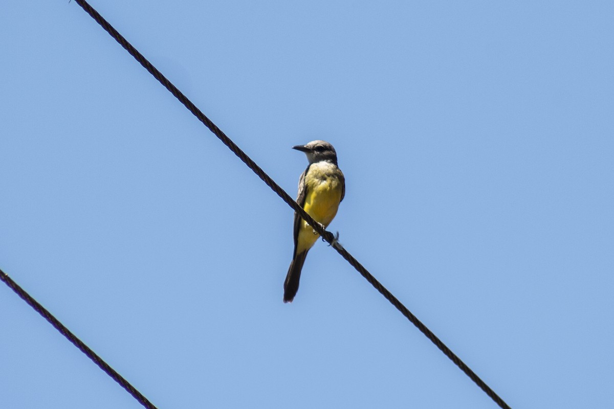 Tropical Kingbird - ML123792061