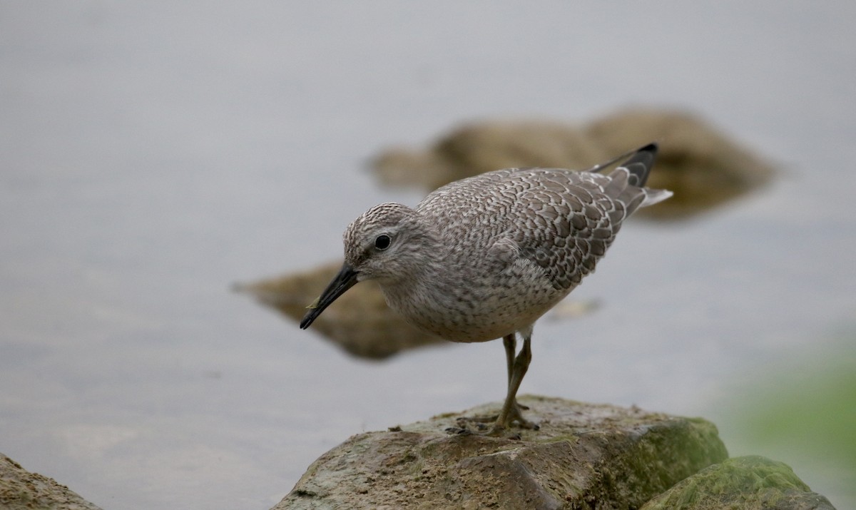 Red Knot - ML123792381