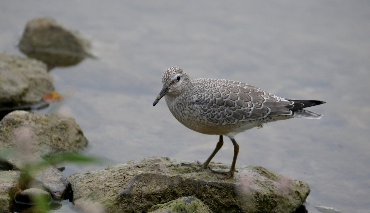 Red Knot - ML123792391