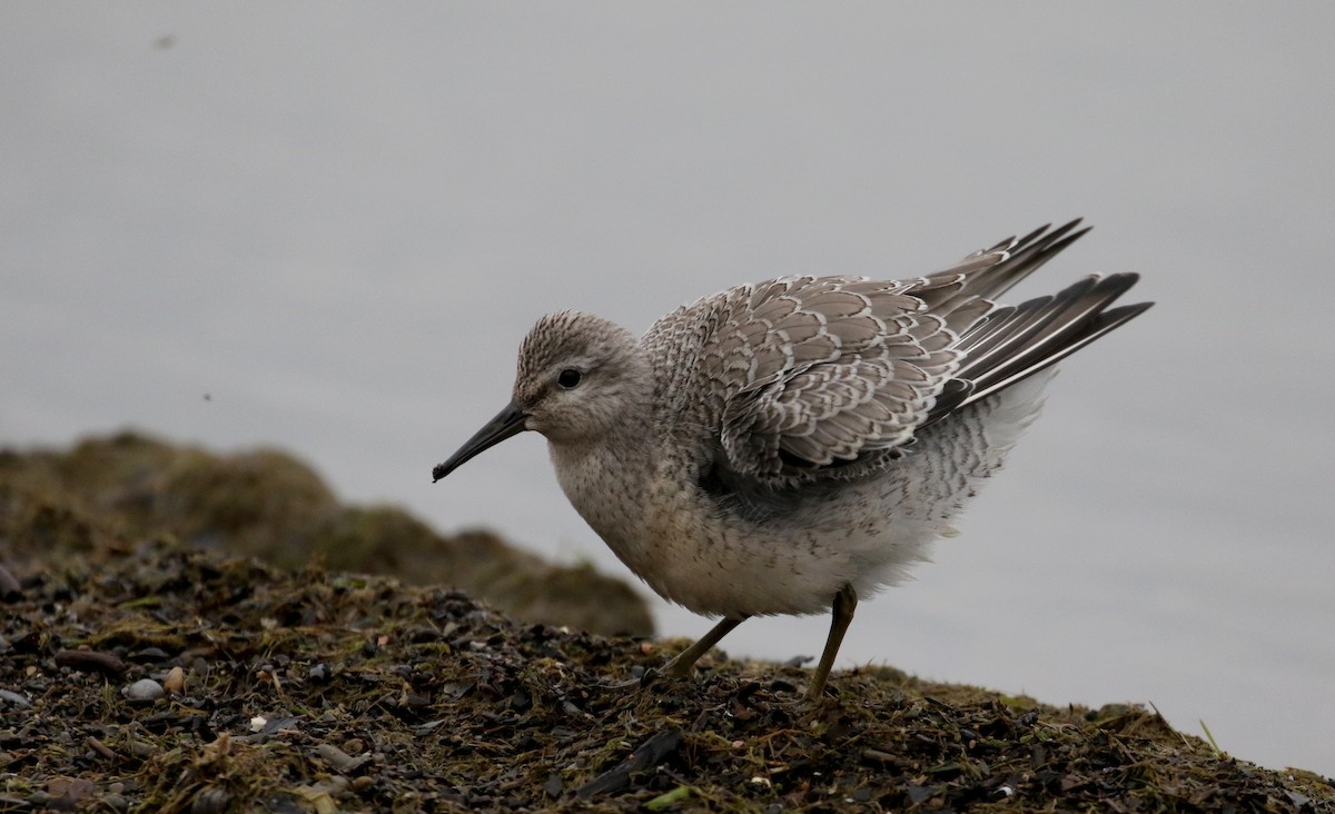 Red Knot - ML123792581