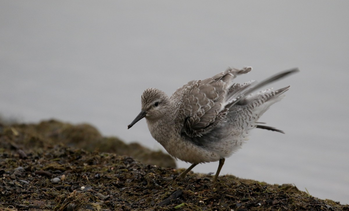 Red Knot - ML123792591