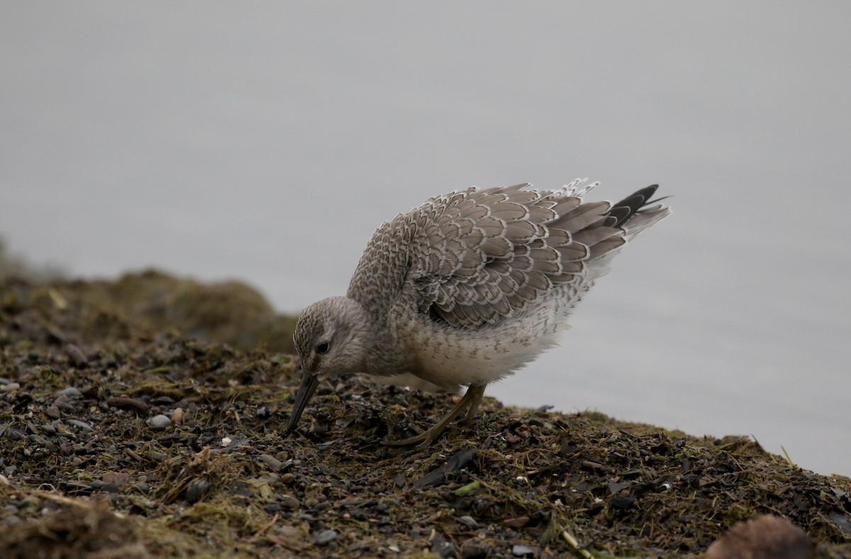 Red Knot - ML123792681