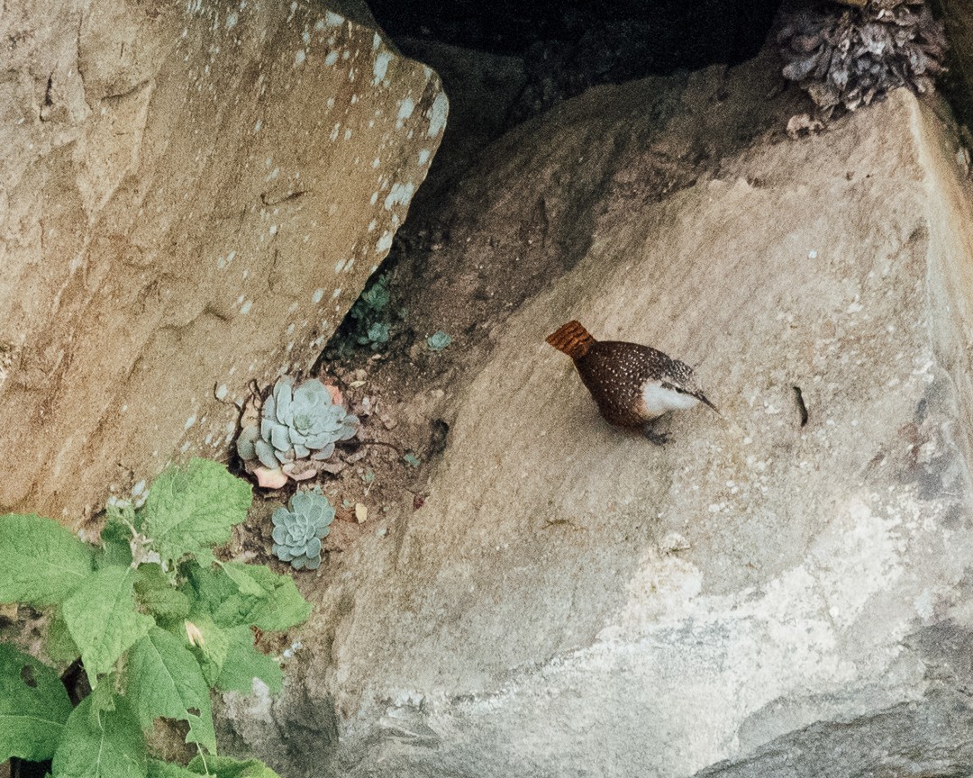 Canyon Wren - ML123793131