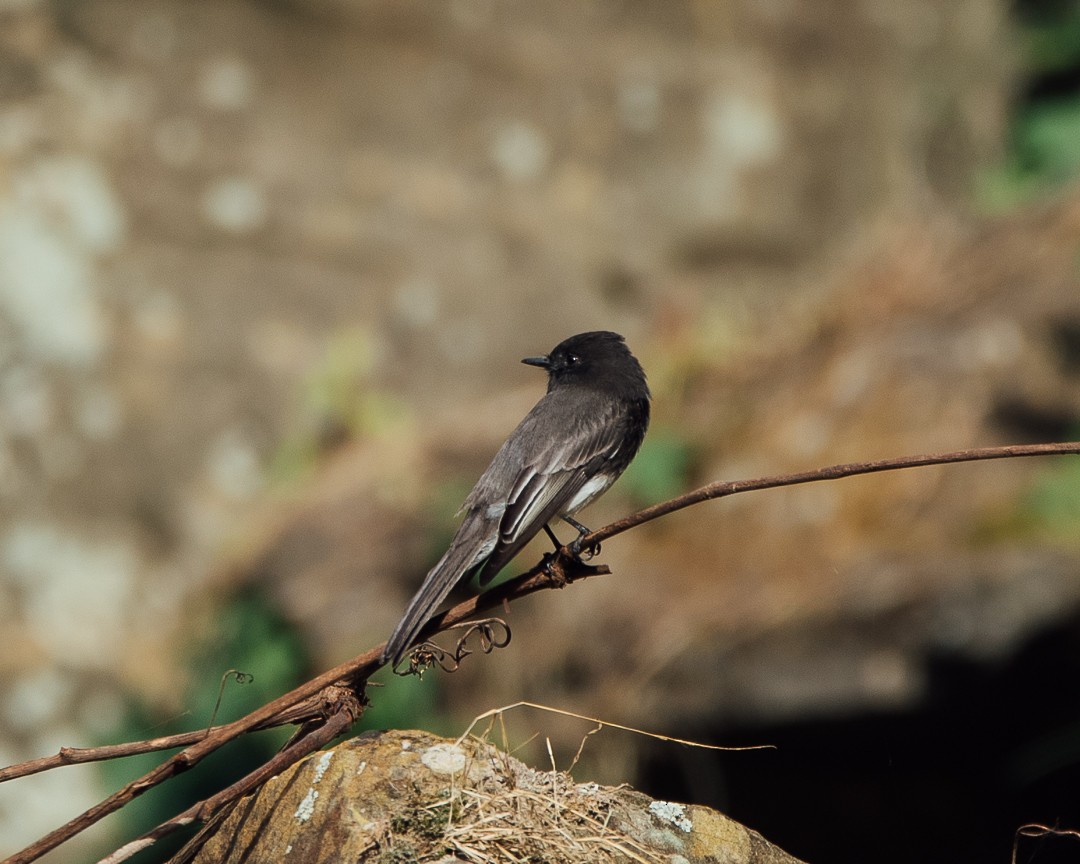 Black Phoebe - ML123793331