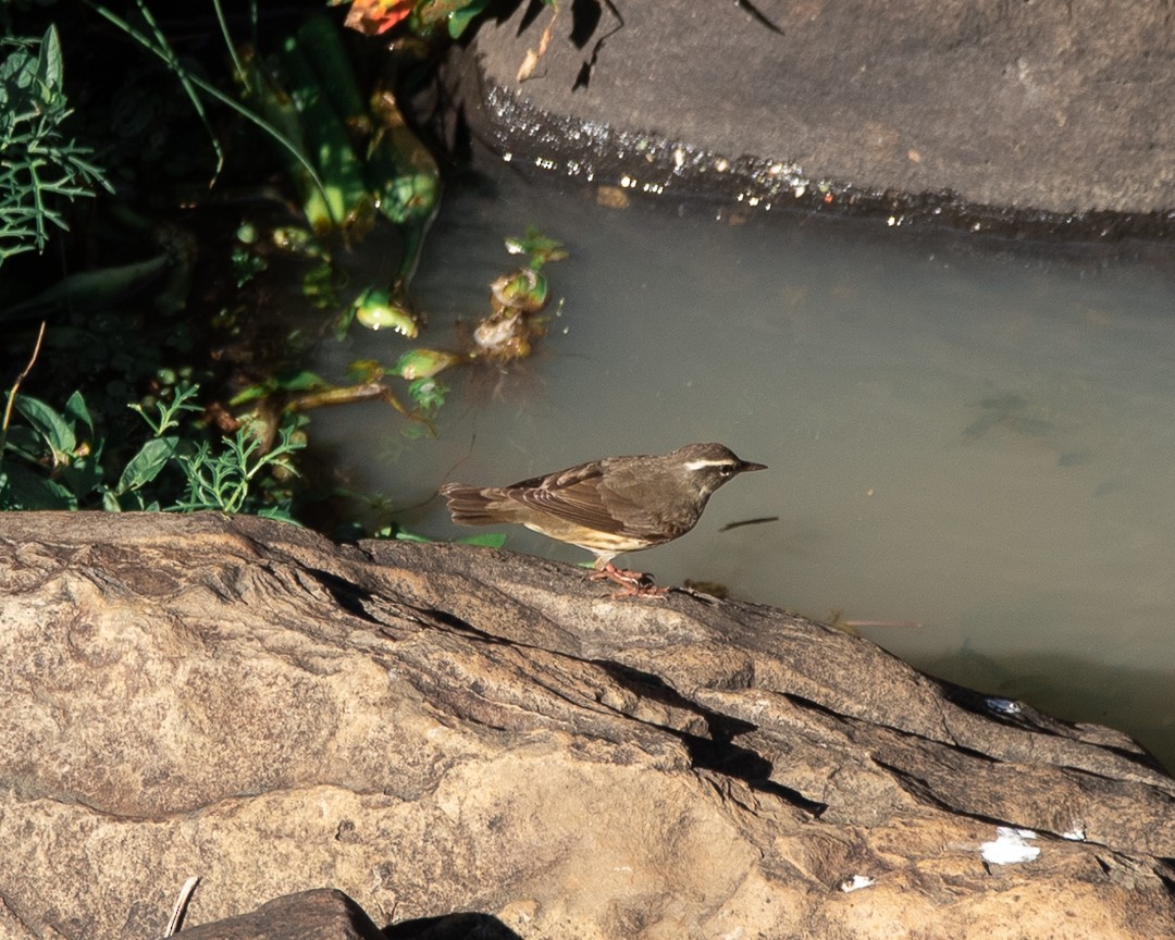 Northern Waterthrush - ML123793431