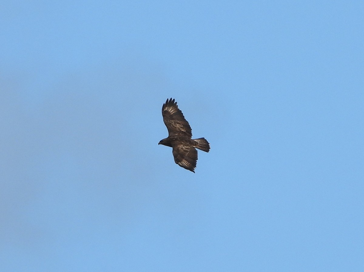 Common Buzzard (Azores) - ML123797281