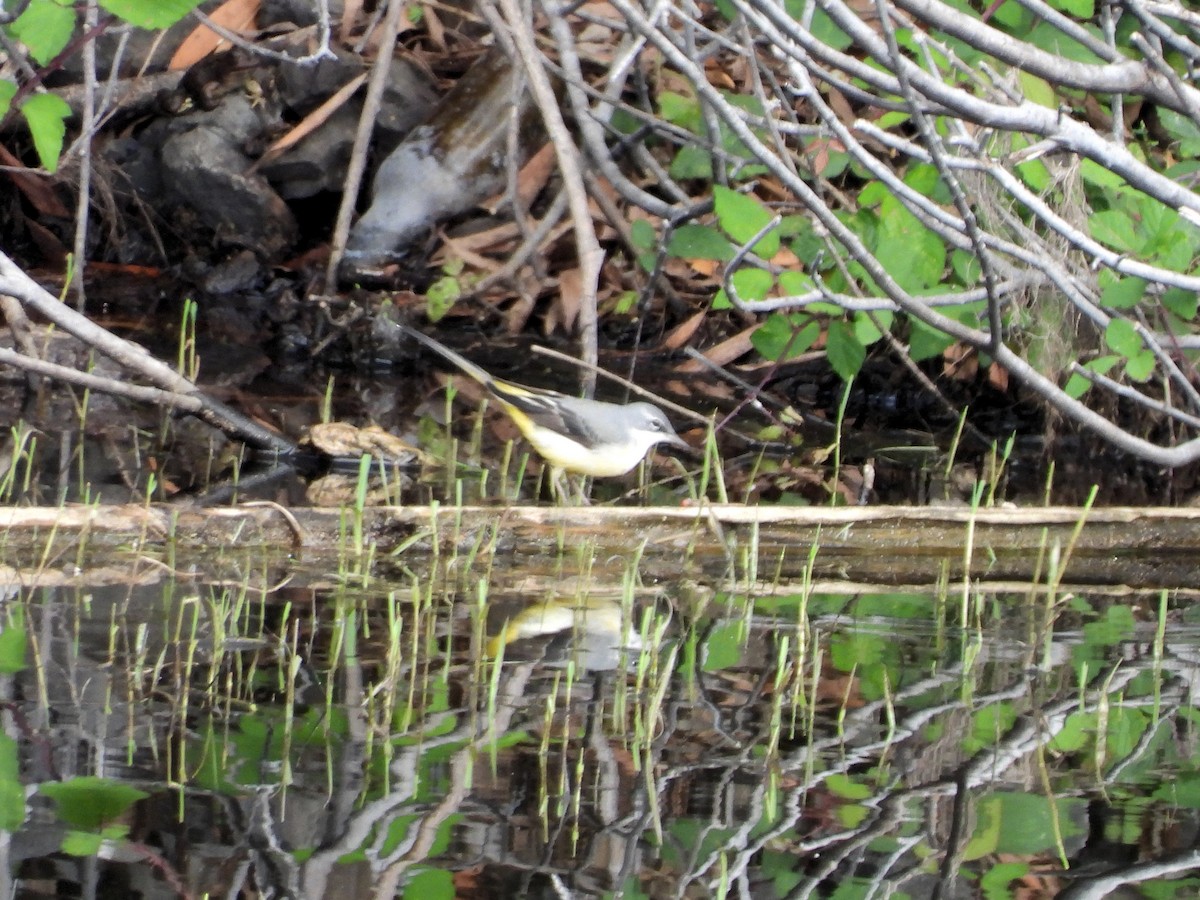 Gray Wagtail - ML123797371