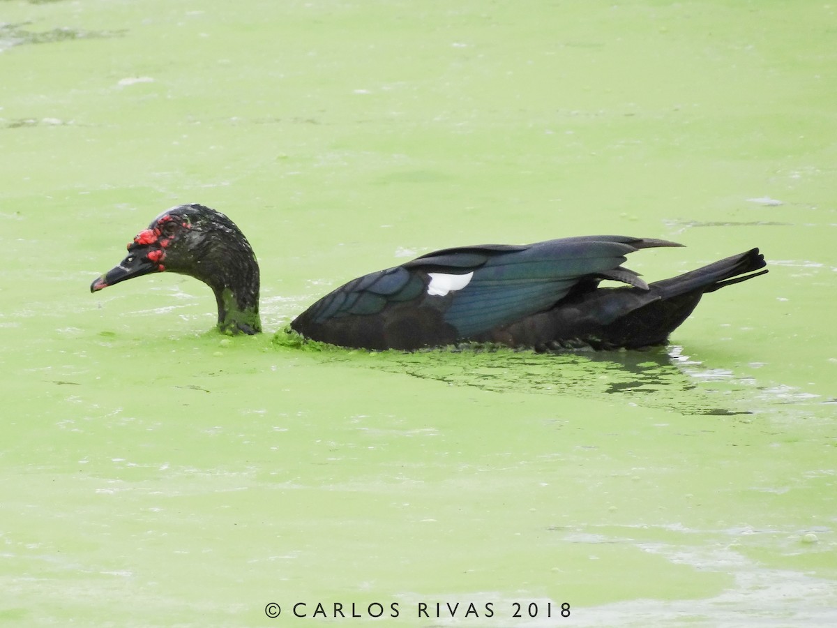 Pato Criollo (doméstico) - ML123800941