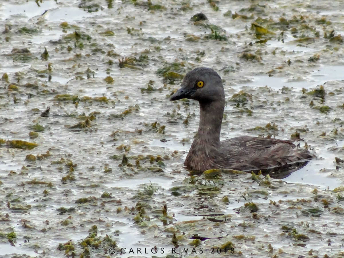 Least Grebe - Anonymous