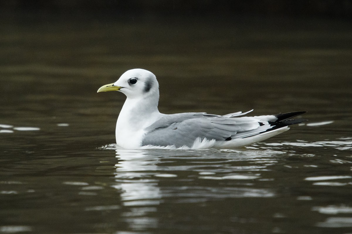 Black-legged Kittiwake - Ryan Griffiths