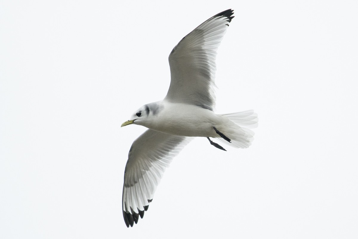 Black-legged Kittiwake - Ryan Griffiths