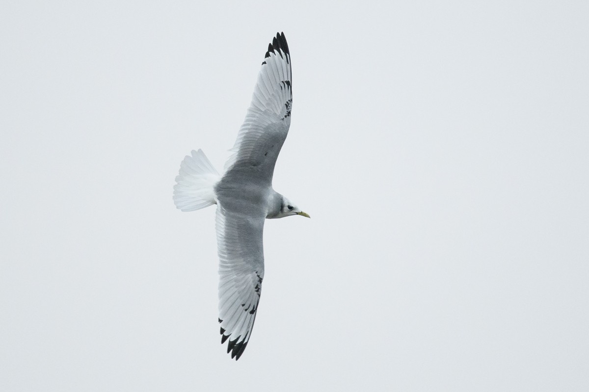 Black-legged Kittiwake - Ryan Griffiths