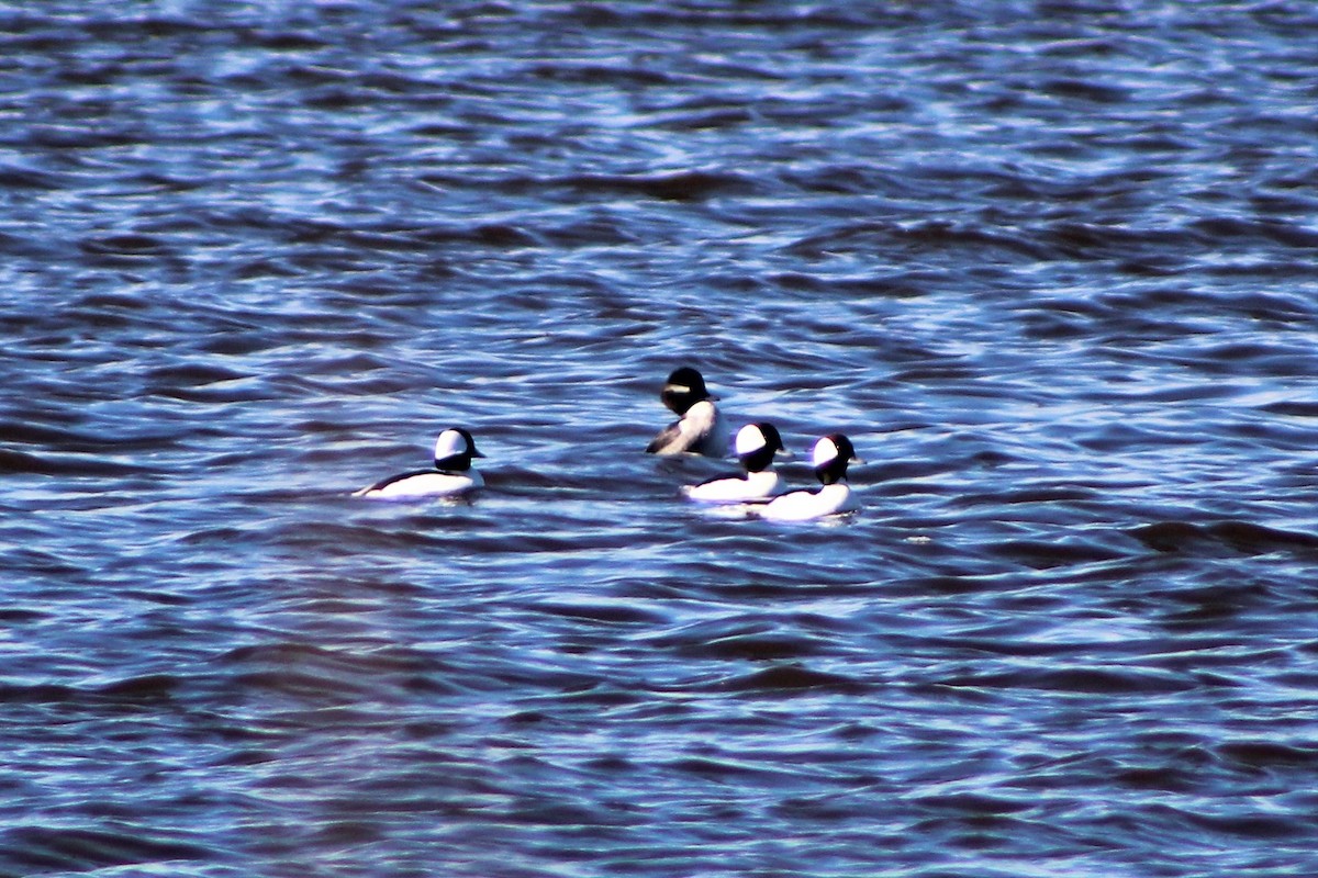 Bufflehead - ML123804381