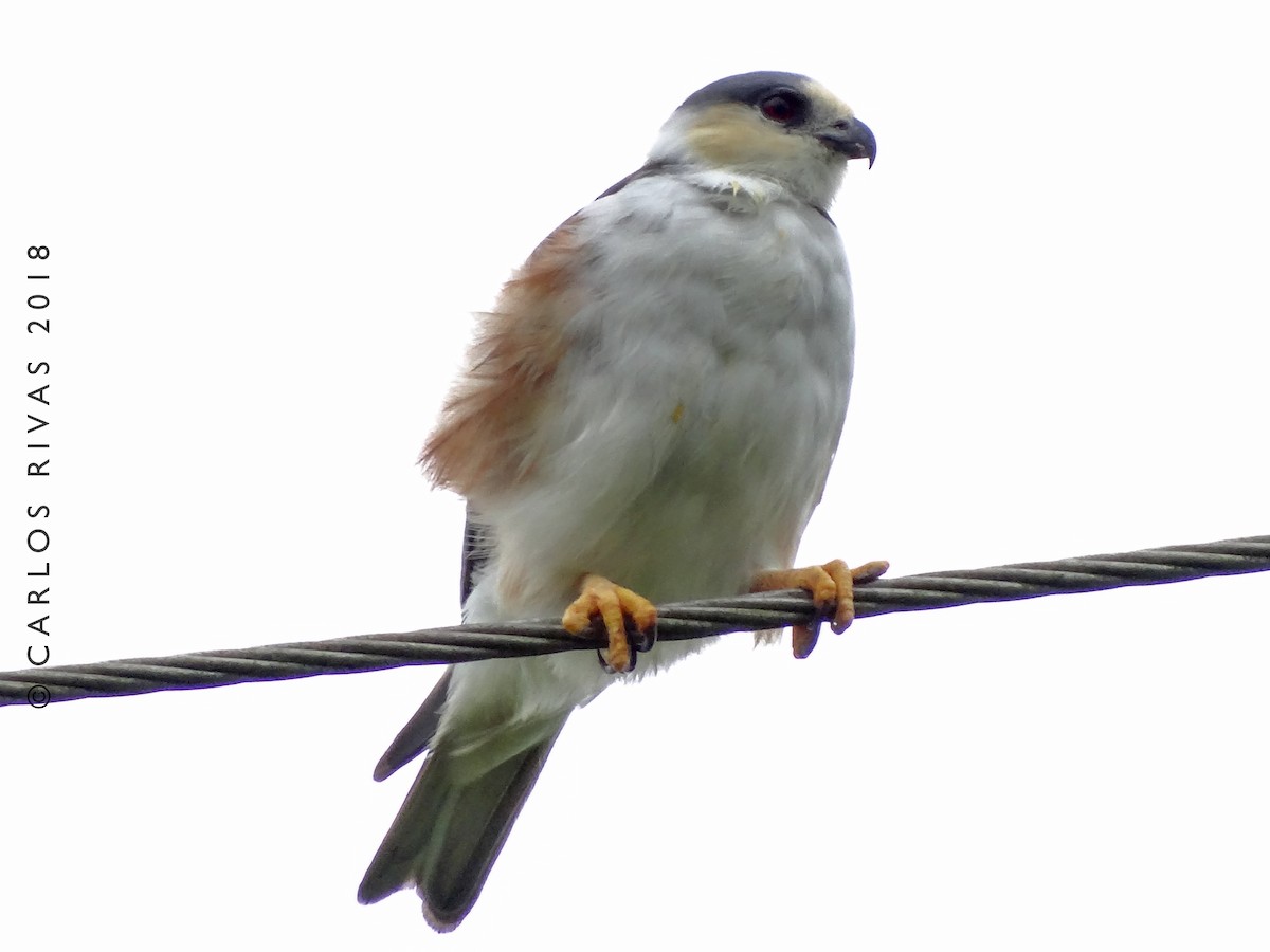 Pearl Kite - ML123805881