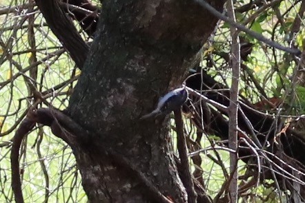 Brown Creeper - Kelly Krechmer