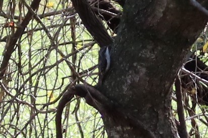 Brown Creeper - ML123806161