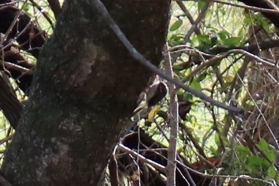 Brown Creeper - Kelly Krechmer