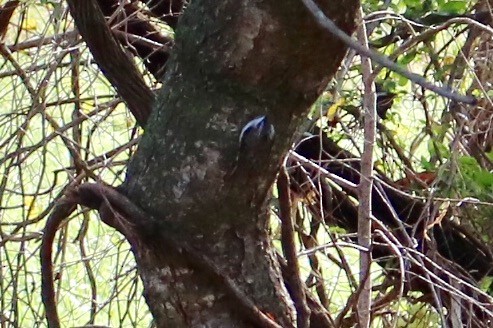 Brown Creeper - ML123806181