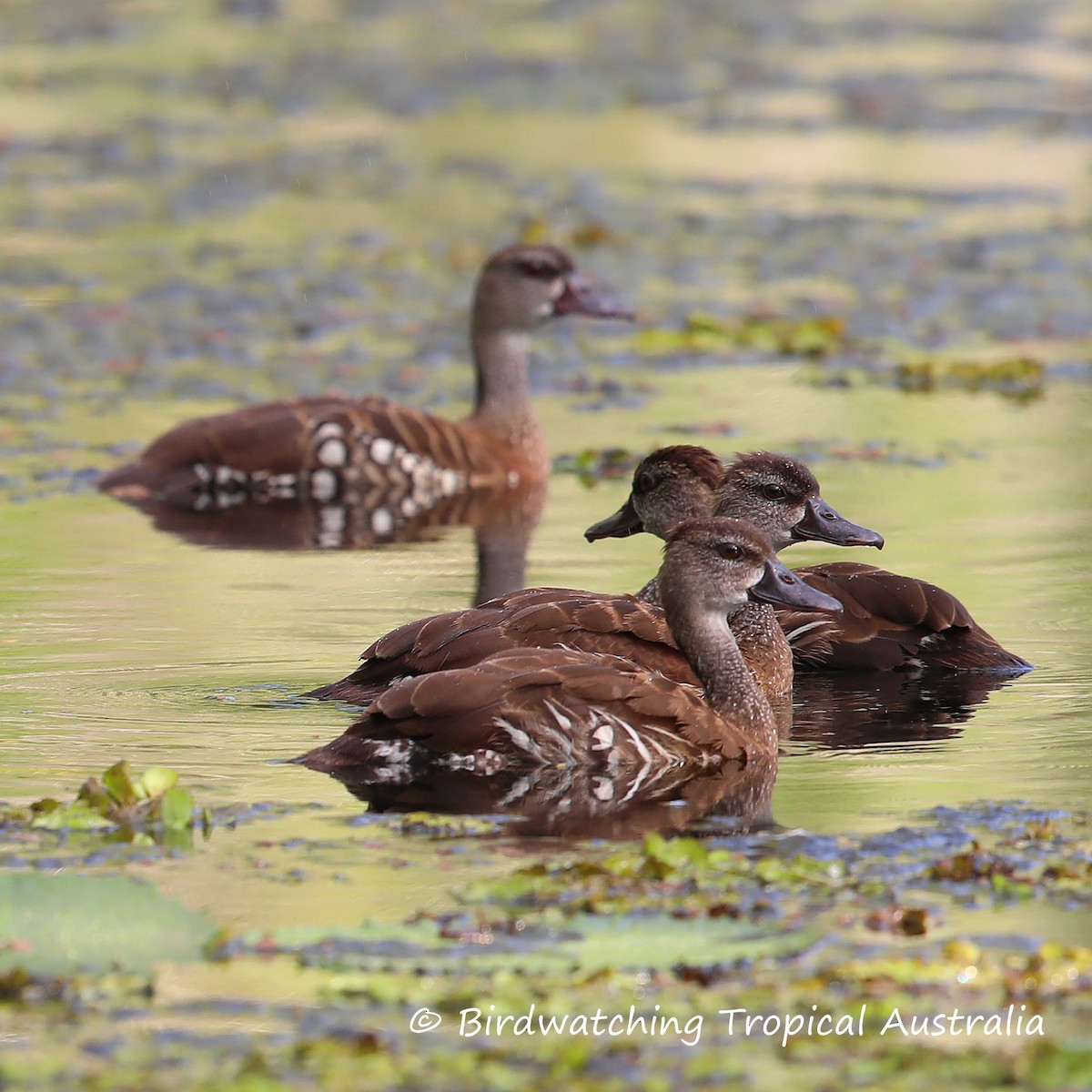 Spotted Whistling-Duck - Doug Herrington || Birdwatching Tropical Australia Tours