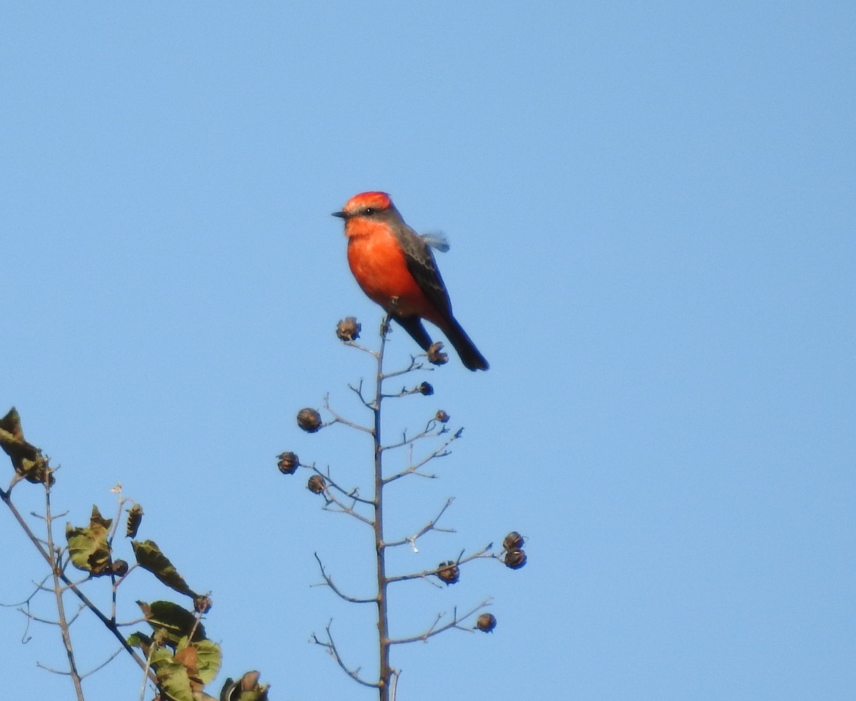 Vermilion Flycatcher - ML123807481